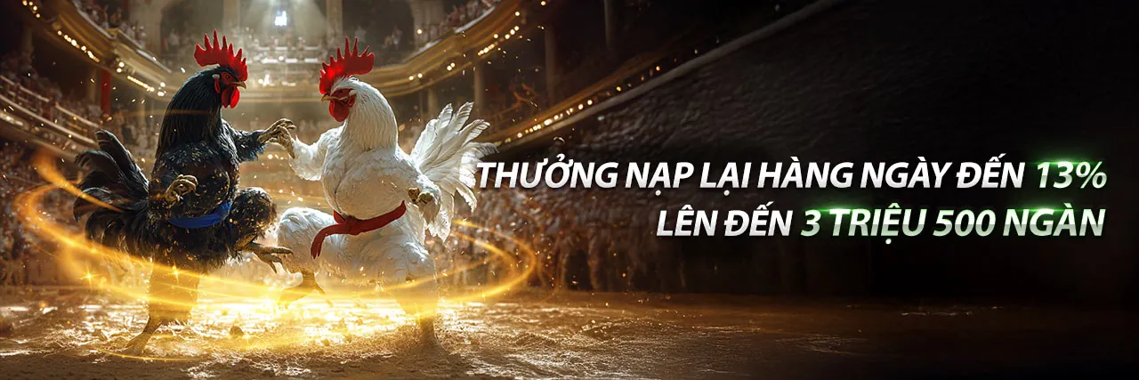 Đá Gà Trực Tiếp Gà Đen U888